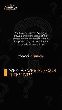Why do whales beach themselves?