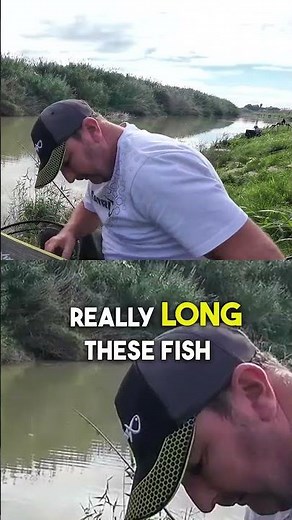 NEW VIDEO NOW LIVE! Watch the full film via the on screen link #livematchfishing #matchfishing