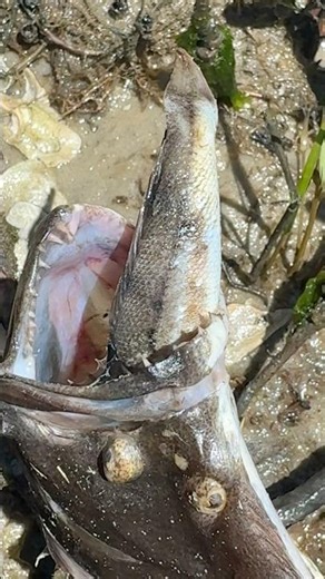 Crazy Alien Fish Died Doing WHAT?