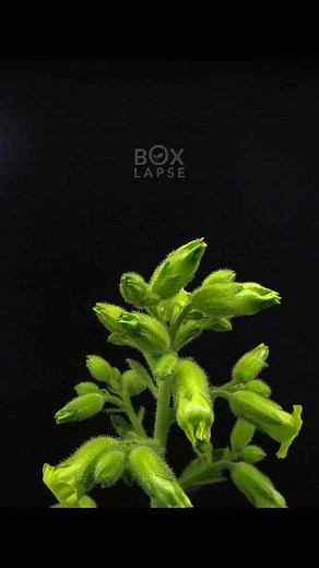 Boxlapse on Instagram: "Full tobacco plant seed to flower video up on our youtube channel, link in bio! 🥳🌱 - - #timelapsevideo #timelapsephotography #timelapse #boxlapse #nature #gardening #reels #explore #boxlapse #urbangarden #urbangardening #tobacco #tobaccoplant"