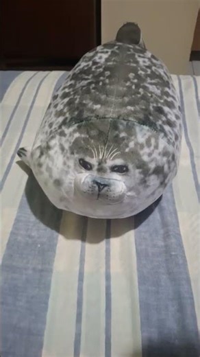 helpless sea doggo spins