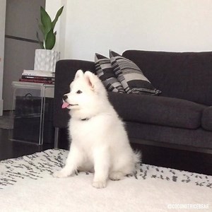 79K views · 7K reactions | #Throwback to 3 months old and practicing the basics. Hooman is so repetitive and I’m so chirpy!  | Coconut Rice Bear | Facebook