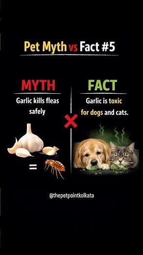 Myth: Garlic kills fleas safely.Fact: Garlic is toxic for dogs and cats.#ytshorts #petlovers #fact