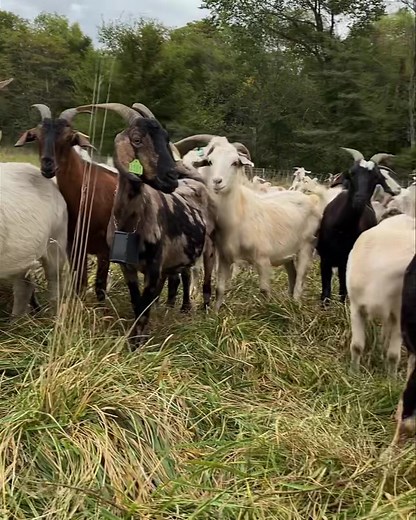 Never dewormed, no hoof trimming, no grain. Just an all you can eat buffet of forage. Happy, healthy, low maintenance goats with a 295% kidding rate. Tracking performance data, breeding the best of the best, and culling the rest has really penciled out over the past 10 years. | Iowa Kiko Goats