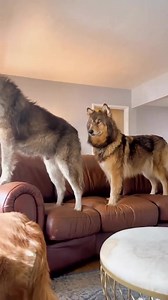 4.6K views · 582 reactions | Wolfgang | We are the Alpha Wolves | Facebook