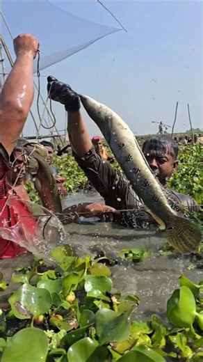 Big Fish Catching🐟🐟 #fishing #shortsvideo