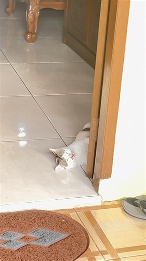 take a nap🐱 #cat #catvideos #catshorts #catlovers #funnycats