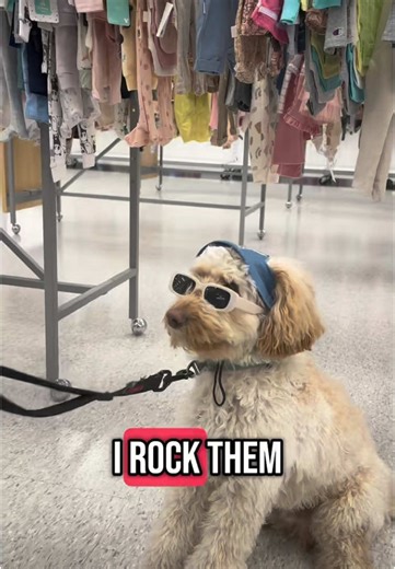 mr.mango.the.cockapoo on TikTok