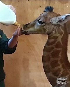 35K views · 1.7K reactions | Our male giraffe calf has had a bumpy start to life with nervous first-time mum Ellie struggling to feed him. Our expert zoologists have stepped in to give him a helping hand. It’s a labour of love but still very early days for this little one漣 Read more https://bit.ly/3oIGzin | Perth Zoo | Facebook