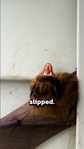 Trick to Stop Bats From Coming Back🦇