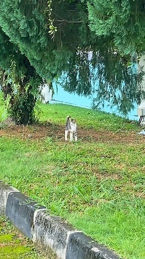 16K views · 695 reactions | Oh my jep on Reels | Facebook