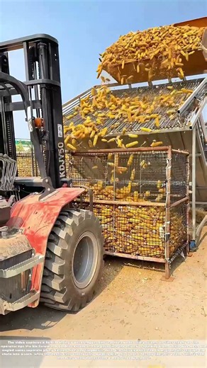 Tipping the Hopper: How a Forklift and a Rotary Screen Sort Corn by Grade