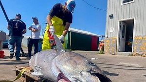 What's behind this year's big-time tuna season in P.E.I.?