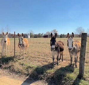 13K reactions · 861 shares | Given their strong preference for live performances only, I was a little surprised to be able to get an encore performance from the doo-wop donkeys so quickly after the last one I posted.  As their manager, I have repeatedly told them that they can reach more people if they would let me record them but, what can I say? Big talent, big stars, big egos!  | Frog Song Farm Sanctuary | Facebook