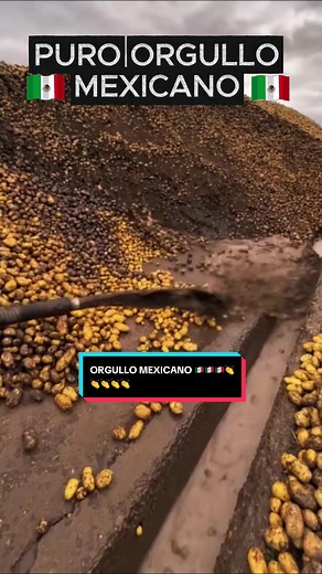 MEXICO LOGRÓ LO IMPOSIBLE , SEMBRAR PAPAS 🥔 EN EL DESIERTO DEL SAHARA .PURO ORGULLO MEXICANO #Noticia #mexico #papa #orgullomexicanoo🇲🇽🇲🇽🇲🇽