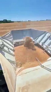 Harvesting Wheat with the CLAAS 8800 Lexion Combine: A Powerful Machine at Work