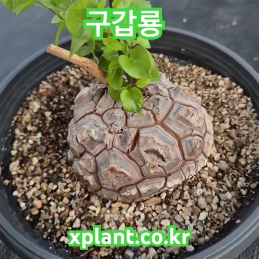 구갑룡 다육이 다육식물 succulents 多肉植物 다육싸게파는곳 다육이키우기 다육이종류 다육이물주기 суккуленты эхеверия