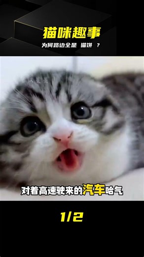 為何路上全是 貓餅 ？揭秘貓咪躺平的搞笑真相 #宠物，猫咪，趣事，猫饼，治愈