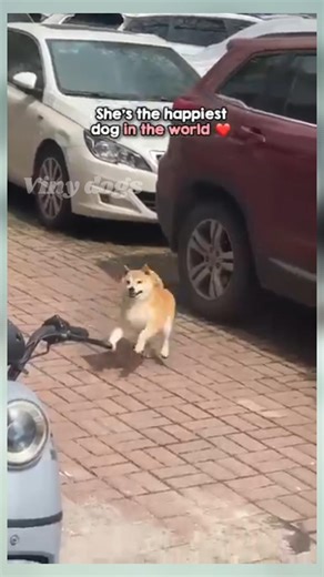 Hero Dog Protects Owner from Bear | Real Security Camera Footage | True Rescue Moments🥹❤️ #dogs