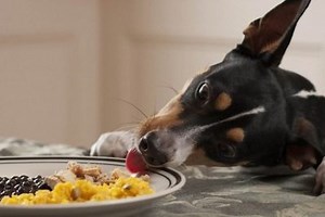 When to Make Your Dog Throw Up ... And When Not To