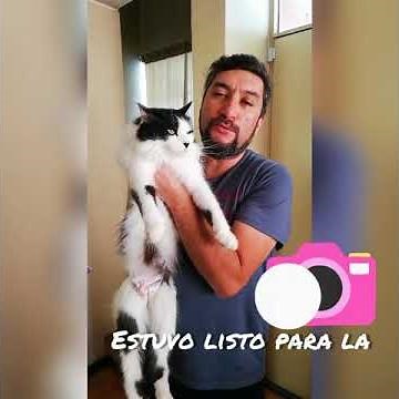 Cómo vaciar la vejiga de un gato en menos de 3 minutos