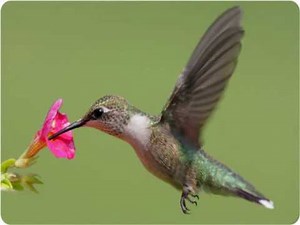 What is a Coevolution