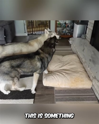 My Dog Got STUNG By a BEE 🐝 | Gone to the Snow Dogs