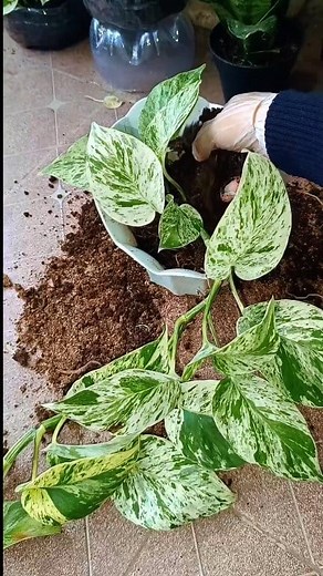 180K views · 2.8K reactions | Planting marble Queen pothos | Sofia Tanhis | Facebook