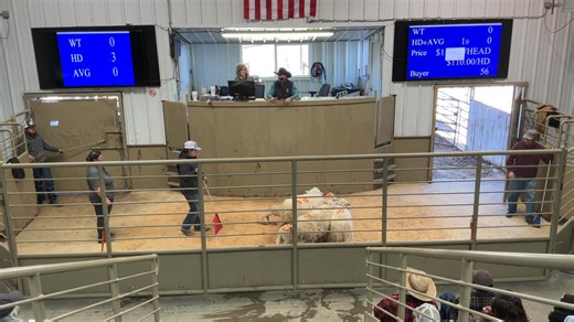 Cow House Livestock Auction on Reels