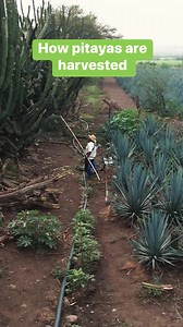 2.2M views · 10K reactions | Workers are faced with sweltering heat to collect colorful sweet pitaya fruit. #foodinsider #fruit #pitaya #sweet #sweetfruit | Insider Food | Facebook