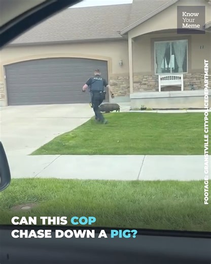 Can this cop chase down a pig? | Know Your Meme