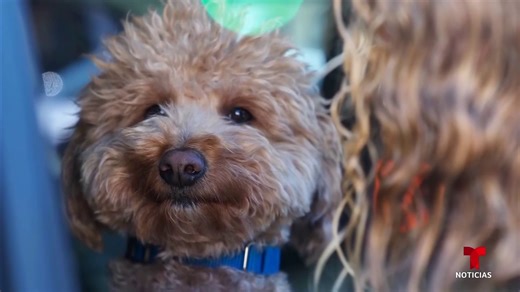 🐶❤️ Adoptan al perro que una mujer abandonó en el aeropuerto de Las Vegas. 👉🏼 El policía que encontró al perro de la raza Goldendoodle decidió darle un hogar ahora bajo el nombre de JetBlue, como la aerolínea. | Noticias Telemundo
