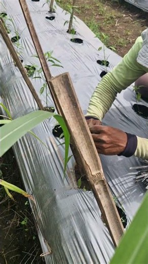 Here are some tips for farmers to care for plant seeds until harvest -Agriculture #shorts