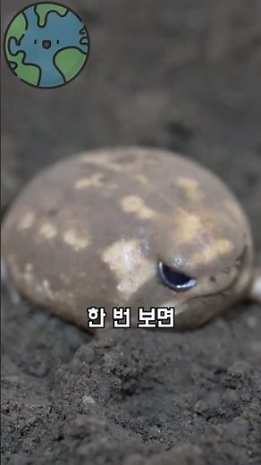 The identity of the round, potato-like frog