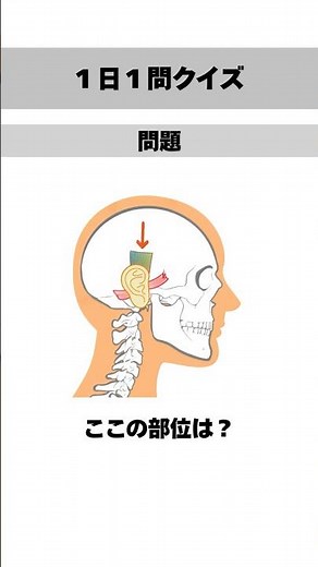 【筋肉×解剖学】１日１問クイズ