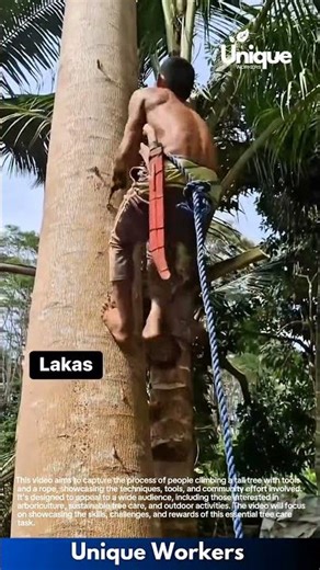 Climbing a tall tree with tools and a rope: people climbing a tall tree