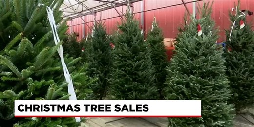 Christmas tree sales