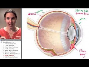 Special Senses 8- Visual anatomy