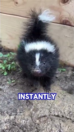 This tiny skunk lookalike fears nothing… meet the zorilla 🦨🔥 #shorts