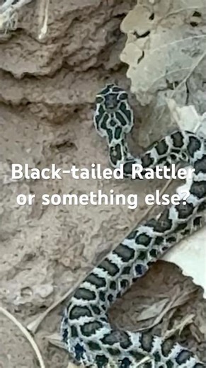"Rare Rattlesnake or Common Kingsnake? Bright Angel Trail Mystery!