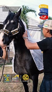Don Juan de La Samaria e Impecable de La Samaria disfrutan de una terapia de enfriamiento con manta fría, ideal para el clima cálido. Un método que ayuda a mantener su temperatura corporal y su relajación antes de la competencia. Porque para la XVII Mundial Confepaso 2025 🇨🇴 cada detalle cuenta. @criaderolasamaria @confepaso @fedequinas.oficial @asdeoccidente.oficial | Suscaballos