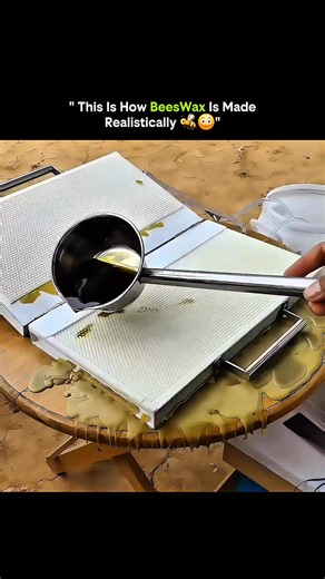 Knowledge Is Power on Instagram: "From tiny flakes to golden blocks, bees turn hard work into one of nature’s purest materials 🐝✨ Beeswax is not harvested from plants or trees, but produced directly by honeybees themselves. Worker bees consume honey, and inside their bodies special wax glands convert sugars into microscopic wax scales. These flakes emerge from the underside of the bee’s abdomen and are then chewed, softened, and shaped using their mandibles. Thousands of bees work together to b