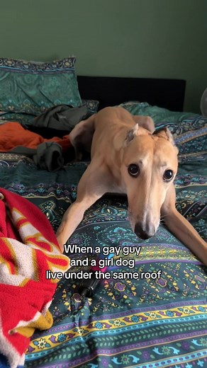 Italian Greyhound vs Whippet: Which Pet Fits Your Home?
