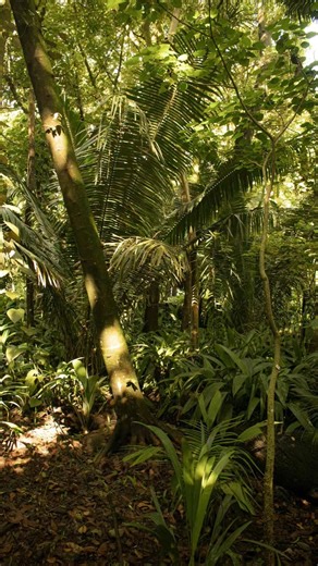 Run Through The Jungle - CCR #music #rock #youtubeshorts #shorts