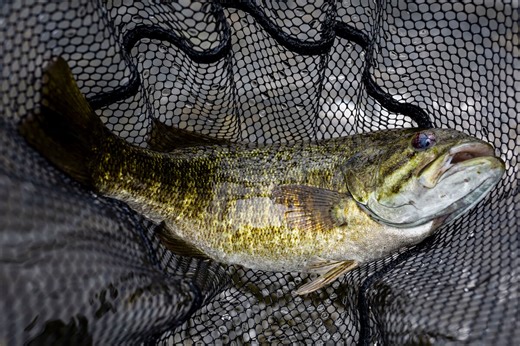 Sweet Streams: 5 Hot Rivers for Midwest Smallies - Game & Fish