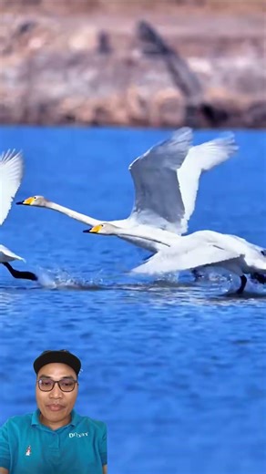 unique way birds fly out of the water #birds #lovebirdpaud #birds #dunfallowlovebird #kicaumania