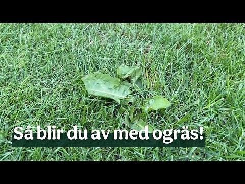 Få bort ogräset ur gräsmattan