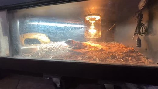 Travis Albano @ Predator Provisions | TARGET TRAINING YOUR SAVANNAH MONITOR PT. 27 (Successive Approximation Method) #reptiles #reptile #reptilelover #reptilekeeper #monitorlizard | Instagram