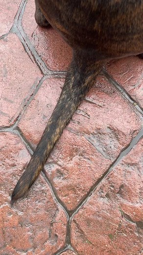 Brindle Dog Close-Up: Exploring Its Unique Features