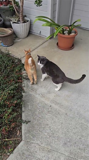 3/7/26 cat walk part 5 cats in the cradle 🦁🚶‍♂️‍➡️🎤